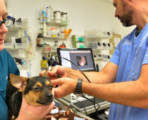 SPICEWOOD SPRINGS ANIMAL HOSPITAL
