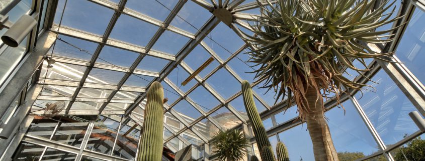 THE GREENHOUSE